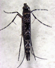 Conopomorpha cyanospila