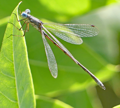Lestes congener