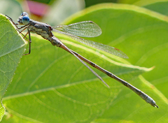 Lestes congener