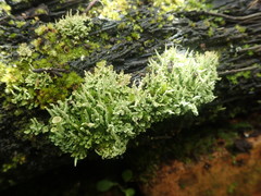 Cladonia darwinii