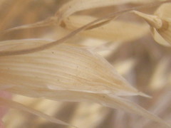 Avena fatua