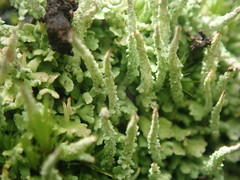 Cladonia darwinii