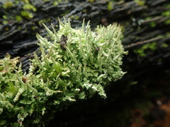Cladonia darwinii