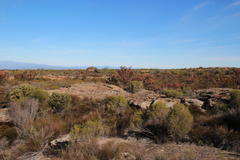 Leucadendron procerum