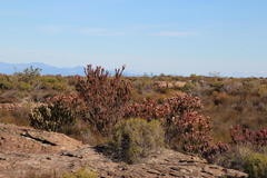 Leucadendron procerum