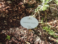 Lavandula buchii