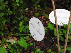 Asparagus plocamoides