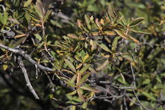 Diospyros lycioides lycioides