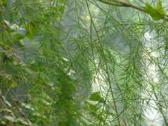 Asparagus plocamoides