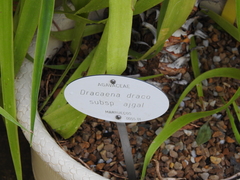 Dracaena draco ajgal