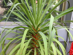 Dracaena draco ajgal