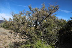 Diospyros lycioides lycioides