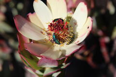 Leucadendron procerum