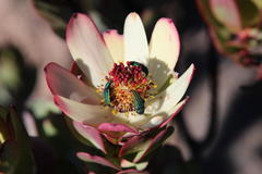 Leucadendron procerum