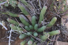 Euphorbia esculenta