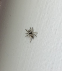 Salticus scenicus