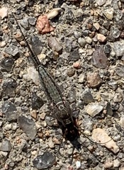 Meinertellidae