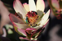 Leucadendron procerum