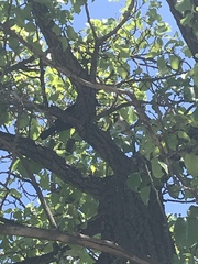 Passer domesticus
