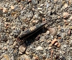 Meinertellidae