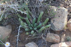 Euphorbia esculenta