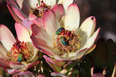 Leucadendron procerum