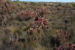 Leucadendron procerum