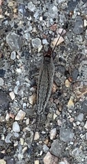 Meinertellidae