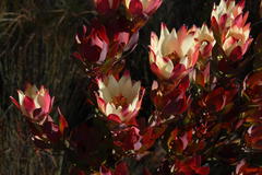 Leucadendron procerum
