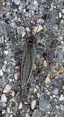 Meinertellidae