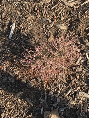 Eriogonum vimineum