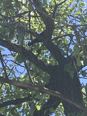 Passer domesticus