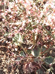 Eriogonum vimineum