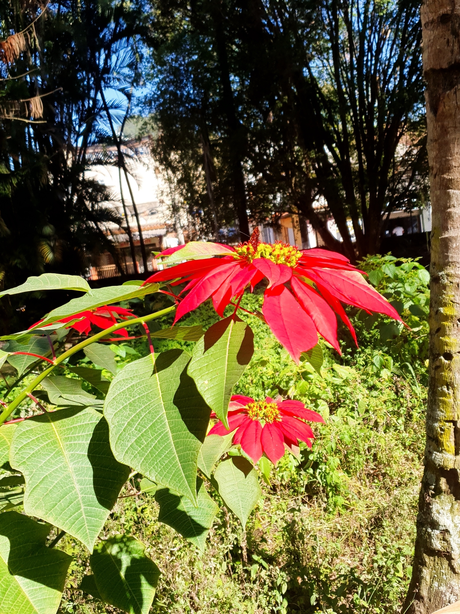 Euphorbia pulcherrima