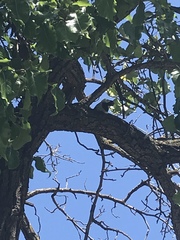 Passer domesticus