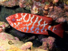 Heteropriacanthus fulgens
