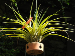 Tillandsia rodrigueziana