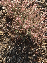 Eriogonum vimineum