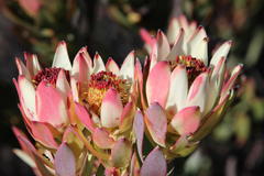 Leucadendron procerum
