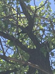 Passer domesticus