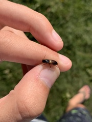 Anisodactylus sanctaecrucis