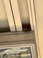 Haemorhous mexicanus