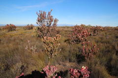 Leucadendron procerum