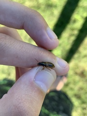 Anisodactylus sanctaecrucis