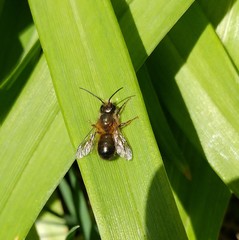 Osmia taurus