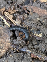 Dinothenarus badipes