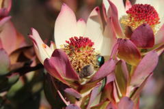 Leucadendron procerum