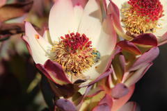 Leucadendron procerum