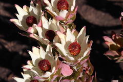 Leucadendron procerum