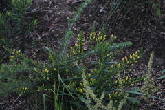 Gnidia juniperifolia